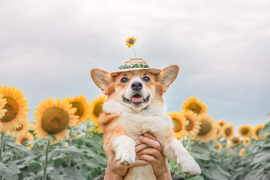 Jasper the corgi