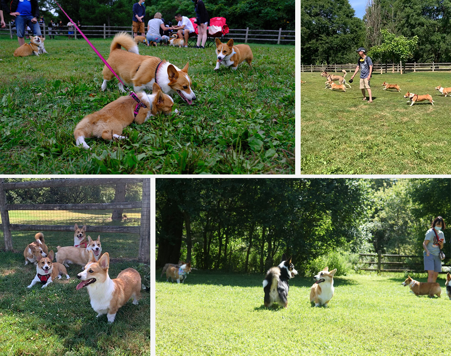 Toronto Corgi Meetup